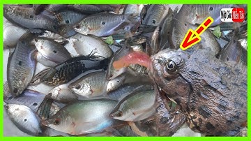 Mồi Đặt Cá Sặc Siêu Đơn Giản, Trúng Mánh Dính Ếch Chúa, fish trap / Một Góc Miền Tây