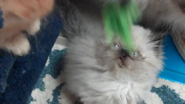 Video 6780111: playful himalayan persian kittens