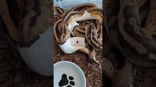 Breeding Ball Pythons. Yellow Belly Pied Project!