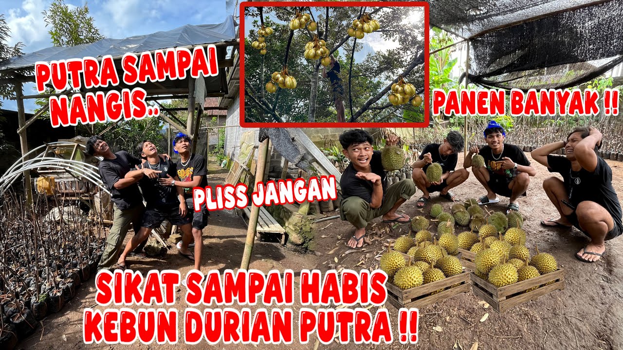 HABISIN KEBUN DURIAN PUTRA SAMPAI GUNDUL !! akibat putra makan durian cuma ngajak feri