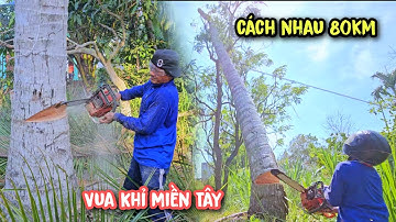 Vua Khỉ cưa 2 cây Dừa ở 2 Tỉnh khác nhau, Bến Tre - Tiền Giang.