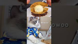 Can Someone Get This Cat A Metal Comb?