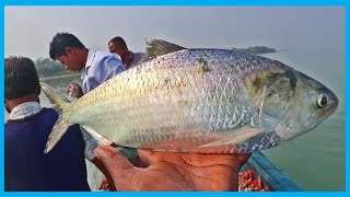 Live Hilsa Catching by Fast Hilsa Fishing Style | Fish Corn