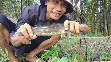 Đi thăm lộp cá lóc bất ngờ dính hàng khủng |săn bắt toàn quốc.