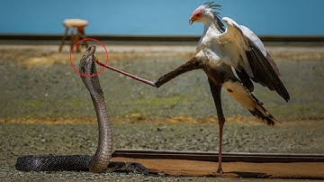 The Bird That KICKS Like Bruce Lee! | Secretary Bird vs Snake Fight