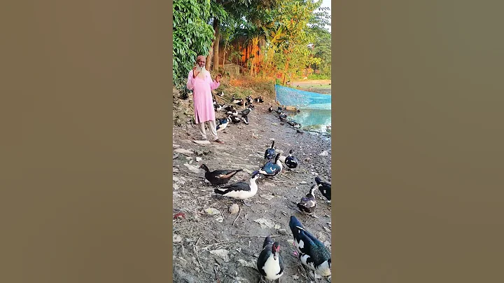 Chinese duck Farming shorts. #china_duck