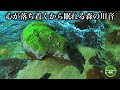 【熟睡 BGM】極上の睡眠へ導く癒しの川の音｜深い眠りとリラックスに最適