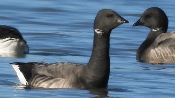 Eight Red-breasted Mergansers