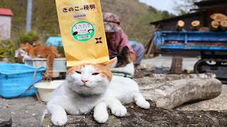 猫たちと 4180NKD0ATL._AC_UF350,