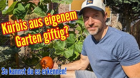 Achtung: Kürbis aus eigenem Garten kann giftig sein! So kannst du es prüfen und vermeiden