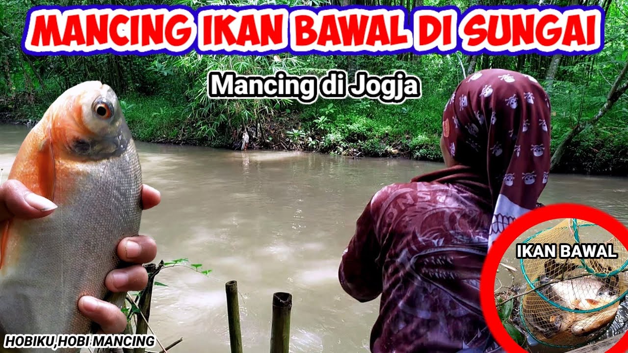 Mancing Ikan Bawal di Sungai,Mancing di Jogja