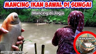 Mancing Ikan Bawal di Sungai,Mancing di Jogja