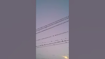 Sunset Symphony by Black Birds in wires