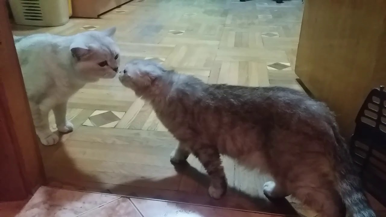 ПЕРВАЯ ВСТРЕЧА КОШКИ ХЛОИ С КОТОМ 😻 Любовь между кошкой и котом 🐱 Первый поцелуй Cats love