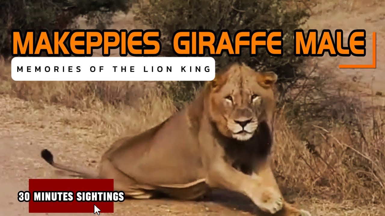 Memories of The Lion King | MAKEPPIES aka GIRAFFE MALE | 30 Minutes Sightings