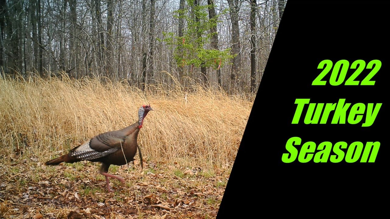Arkansas Turkey Hunting 2022 Season in the Ozarks YouTube