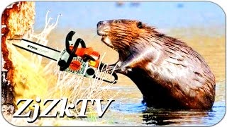 Fun with animals. Смешные приколы с животными №160. Талантливая животина. Самые лучшие и смешные Fun with animals. Смешные приколы с животными №160. Талантливая животина. Самые лучшие и смешные
