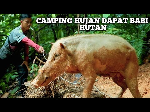 Video: Berburu babi hutan musim dingin dengan suka