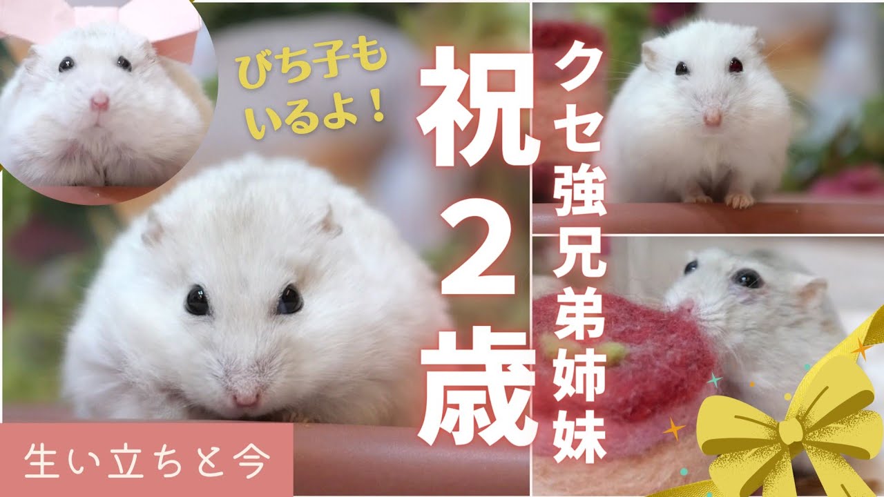 祝2歳！クセ強兄弟姉妹の生い立ちと今【ジャンガリアンハムスター