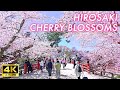 4k japan sakura 2024japans best cherry blossom viewing spot hirosaki park in aomori