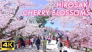 【4K Japan Sakura】Лучшее место для наблюдения за цветением сакуры в Японии Парк Хиросаки в Аомори