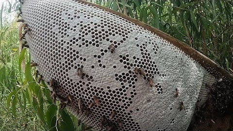 Buổi Sáng Thu Hoạch 20kg Mật Ong Rừng U minh hạ