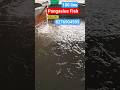 Pangasius fish seed Naihati Rajendrapur fish market new video 2026 #naihati #fishmarket