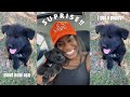 I Got A New Puppy!! | Meet Kobi Ace🤍 | Gabriella Simone