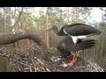 Estonian Black Storks ~ A large dinner for very hungry Kalli, 2016-08-02, 18:56