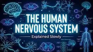 Every Confusing Thing About The Human Nervous System Explained Slowly (For Sleep)