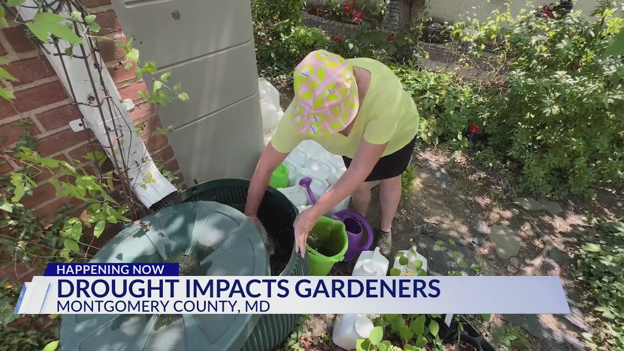 Drought impact on Montgomery County gardeners