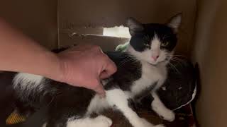 ADOPTED! Mazel  adoptable cat in Oshkosh Wisconsin #adoptacat #oshkoshwisconsin