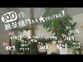 【観葉植物】100均10種類大きくしてみた！（4～9年後）