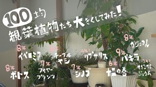 【観葉植物】100均10種類大きくしてみた！（4～9年後）