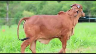 LOTE 20 BATEIA FIV 2B ZAB 1771