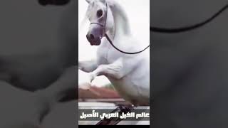 لا يفوتك لعشاق الخيول البيضاء | خيول عربية اصيله