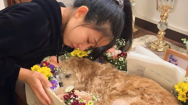 12년을 함께한 강아지와의 이별, 그 마지막 기록 | 더비야 안녕