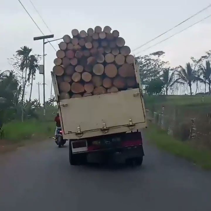 umplung muat kayu||oleng
