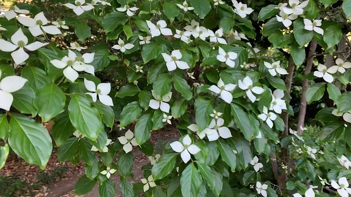 WALK WITH ME and tour Elizabeth F. Gamble Garden i...