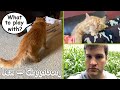 A Purrductive Day A Purrductive Day