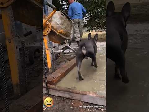 Мешалкин😃 #смешно #собака #юмор #прикол #смешноевидео #comedy#смех #funny#цемент#работа