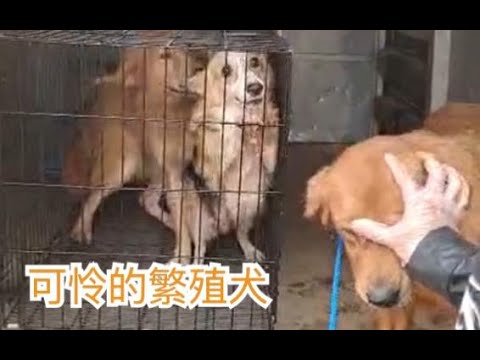 繁殖犬过得有多苦 救助八只品种繁殖犬 让它们也能享受到正常生活 一 Youtube