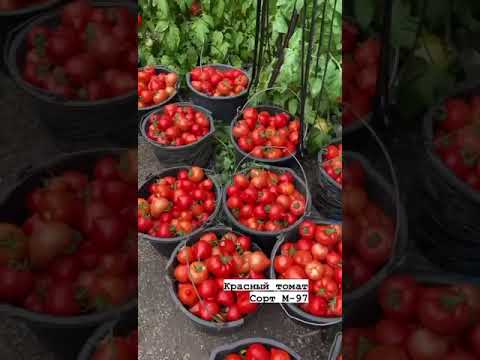 Обзор Томата сорт М-97