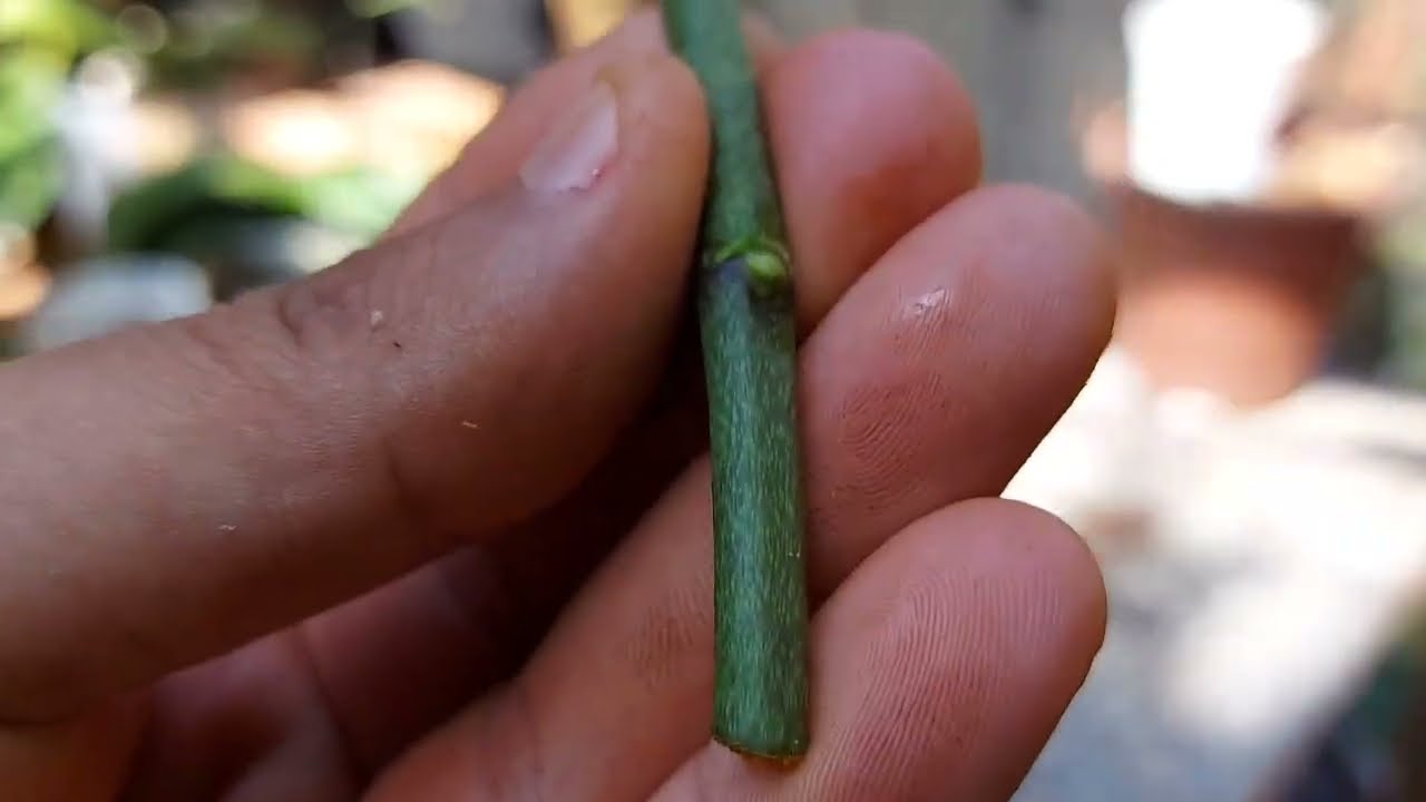 MUDA DE PHALAENOPSIS USANDO A HASTE FLORAL, O JEITO MAIS FÁCIL PRA VC TER RESULTADOS!!!