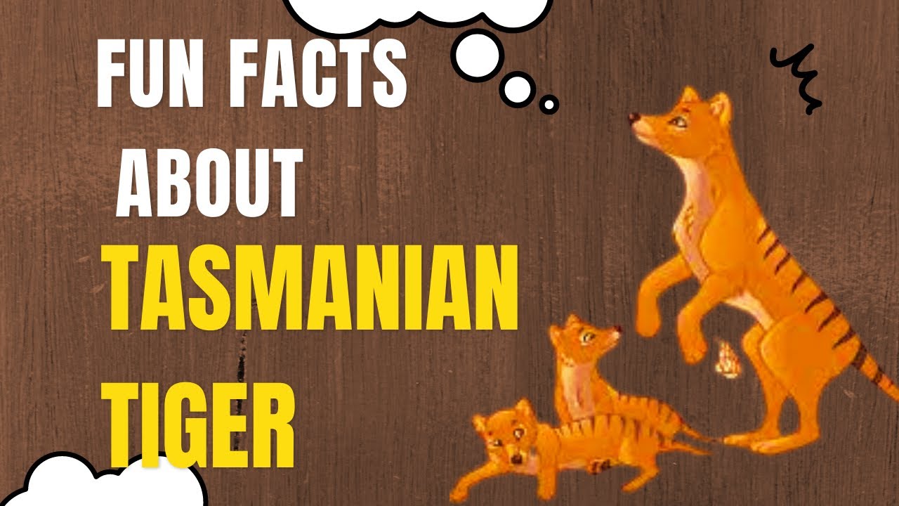 Unbelievable Facts about the Mysterious Tasmanian Tiger  You Won't Believe #4!