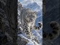 Snow Leopeard பனிச்சிறுத்தை #shortsvideos#facts #gkvideos#animals #shortsviral #animalvideos #shorts