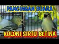 Suara Sirtu betina bertarung di koloni❗sirtu jantan langsung naik birahi dan emosi jadi gacorrr