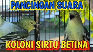 Suara Sirtu betina bertarung di koloni❗sirtu jantan langsung naik birahi dan emosi jadi gacorrr