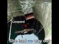 Saving a leopard from a well