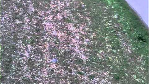 Align T-Rex 450 Pro - My first crash with onboard cam